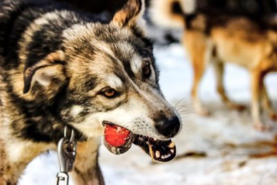 Bruce eats a frozen piece of salmon