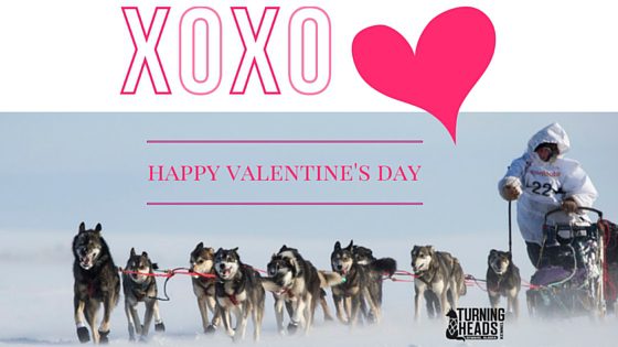 Happy Valentine's Day From Turning Heads Kennel 1 Alaska Sled Dog Valentine's Day