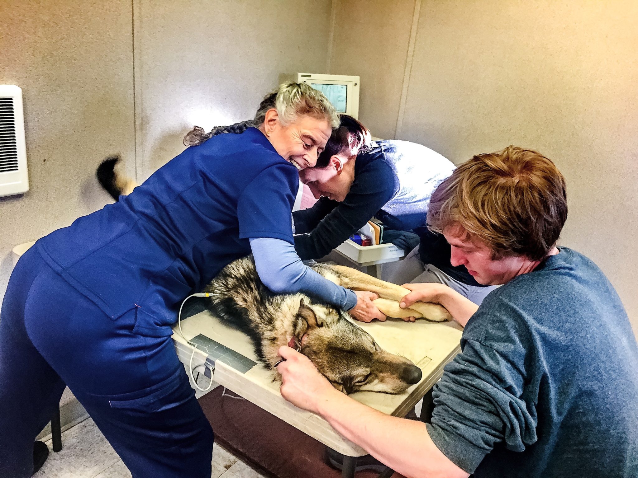 Iditarod gives ECGs as a part of its dog care program