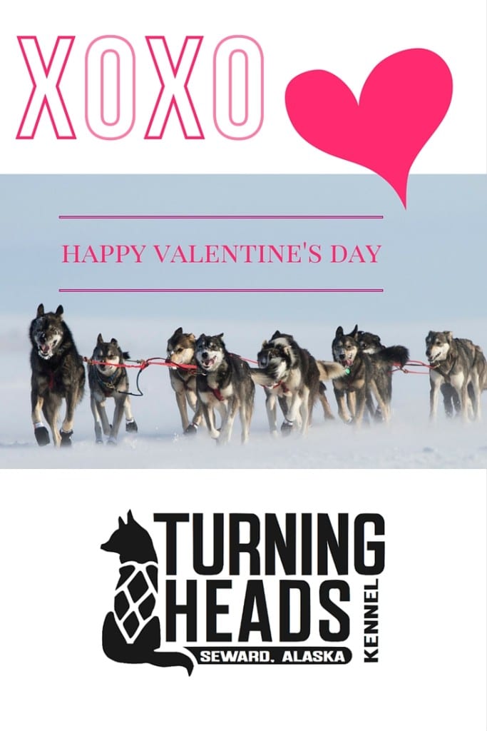 Alaska Sled Dog Valentine's Day