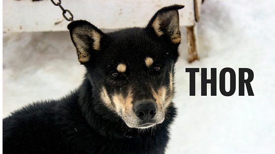 Thor Sled Dog Of The Week Seward Alaska