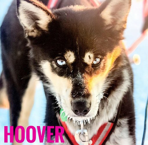 Hoover | Turning Heads Kennel