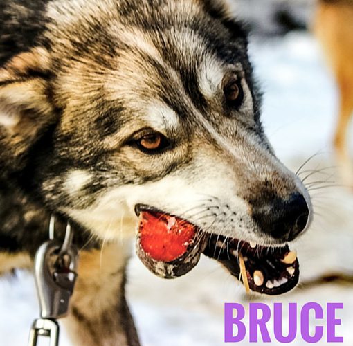Bruce | Turning Heads Kennel