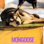 Mongoose Turning Heads Kennel Sled Dogs