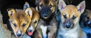 Many dog sled tours will have puppies for you to hold as it helps socialize them.