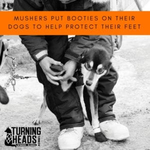 Mushers Booty Sled Dogs to Help Protect Their Feet