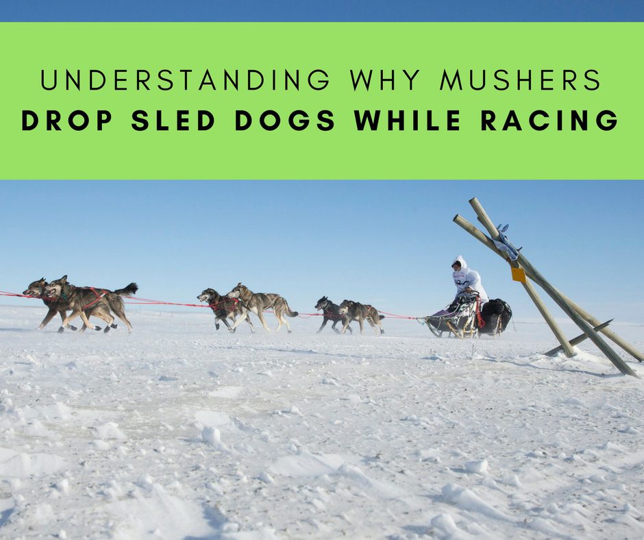 Understanding Why Dog Mushers Drop Sled Dogs While Racing