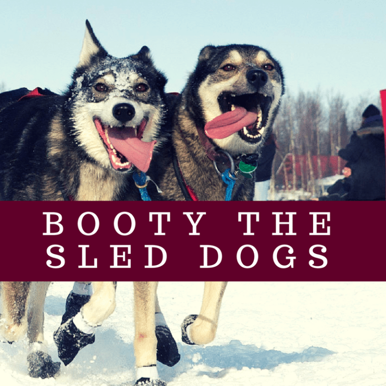 Understanding Why Dog Mushers Drop Sled Dogs While Racing