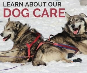 The Hardest Part Of Competitively Racing Sled Dogs | Turning Heads 