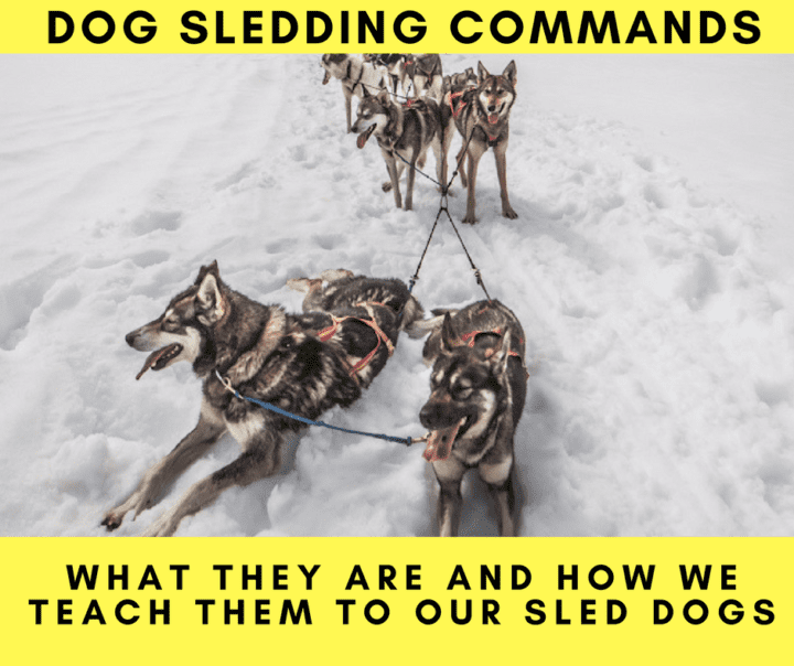 Dog Sledding Commands What They Are And How We Teach Them Turning Heads Kennel