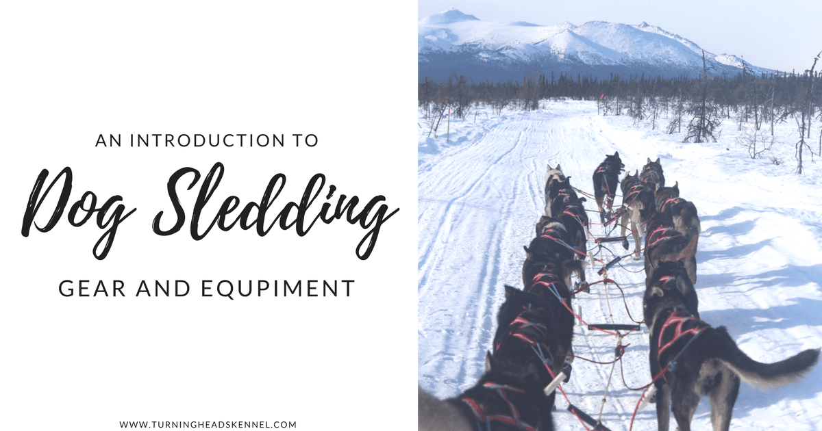 An Introduction to Dog Sledding Gear and Equipment | Turning Heads 
