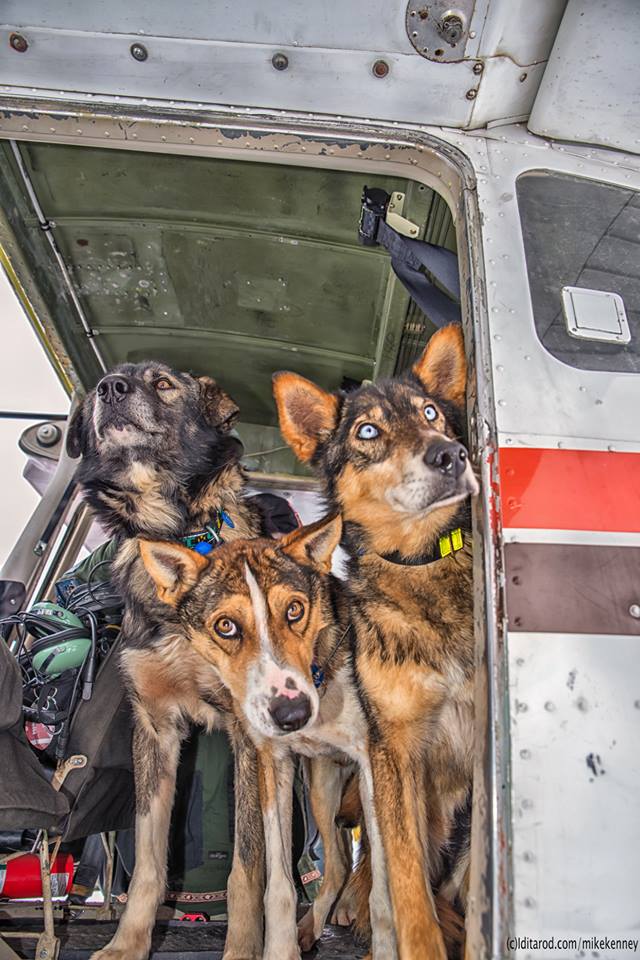 Sled dogs waiting for a bush pilot to fly them out. Photo by Mike Kenney