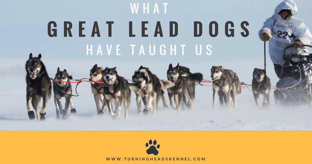 What Great Lead Dogs Have Taught Us About Success | Turning Heads Kennel