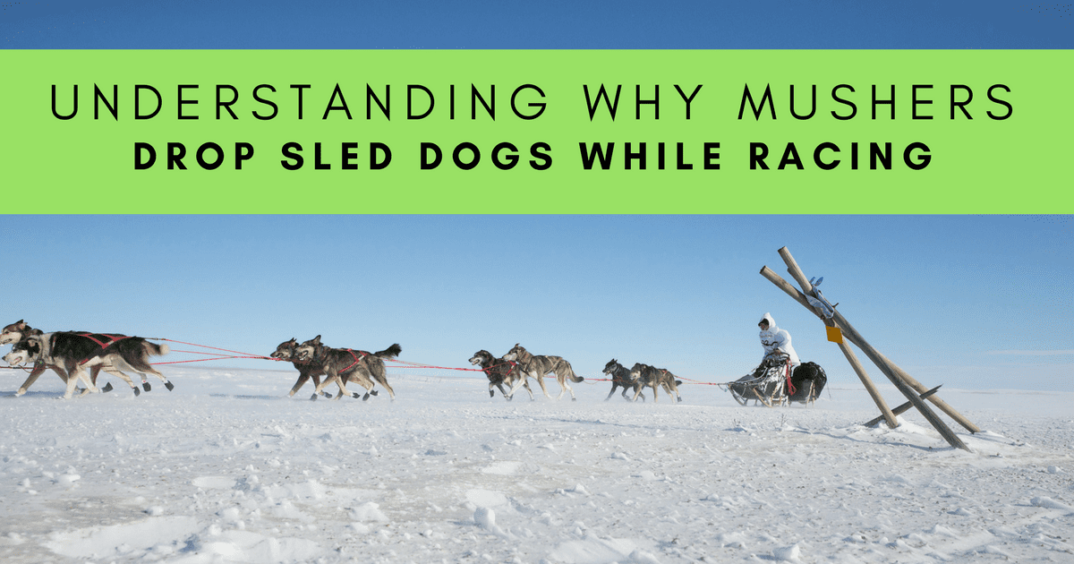 Understanding Why Dog Mushers Drop Sled Dogs While Racing