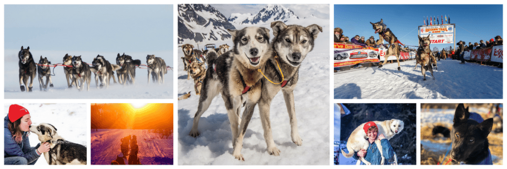 Turning Heads Kennel | Alaska Dog Sledding Tours in Seward, Alaska