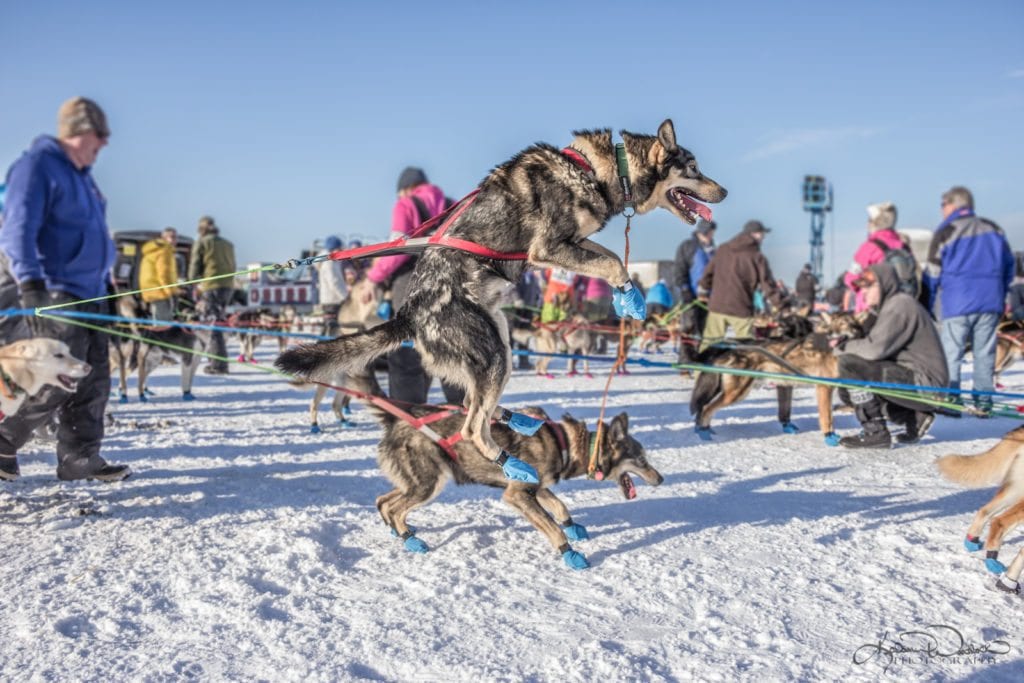 wrangler jumps with excitement iditarod 2018