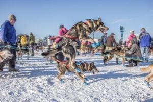 Wrangler jumps for excitement at the start of the 2018 Iditarod. Photo by Kalani Woodlock