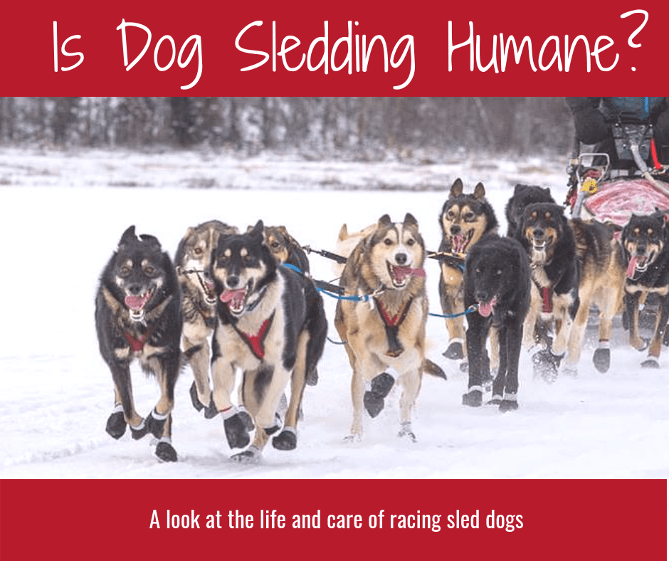 is dog sledding humane