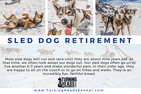 Adopt A Retired Sled Dog | Turning Heads Kennel