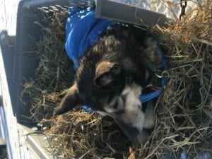 Fidget relaxing after the finish of the 2018 Iditarod