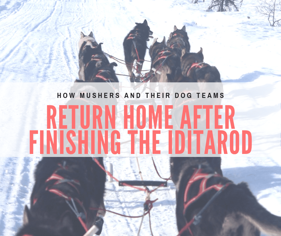 Returning Home After Finishing Iditarod