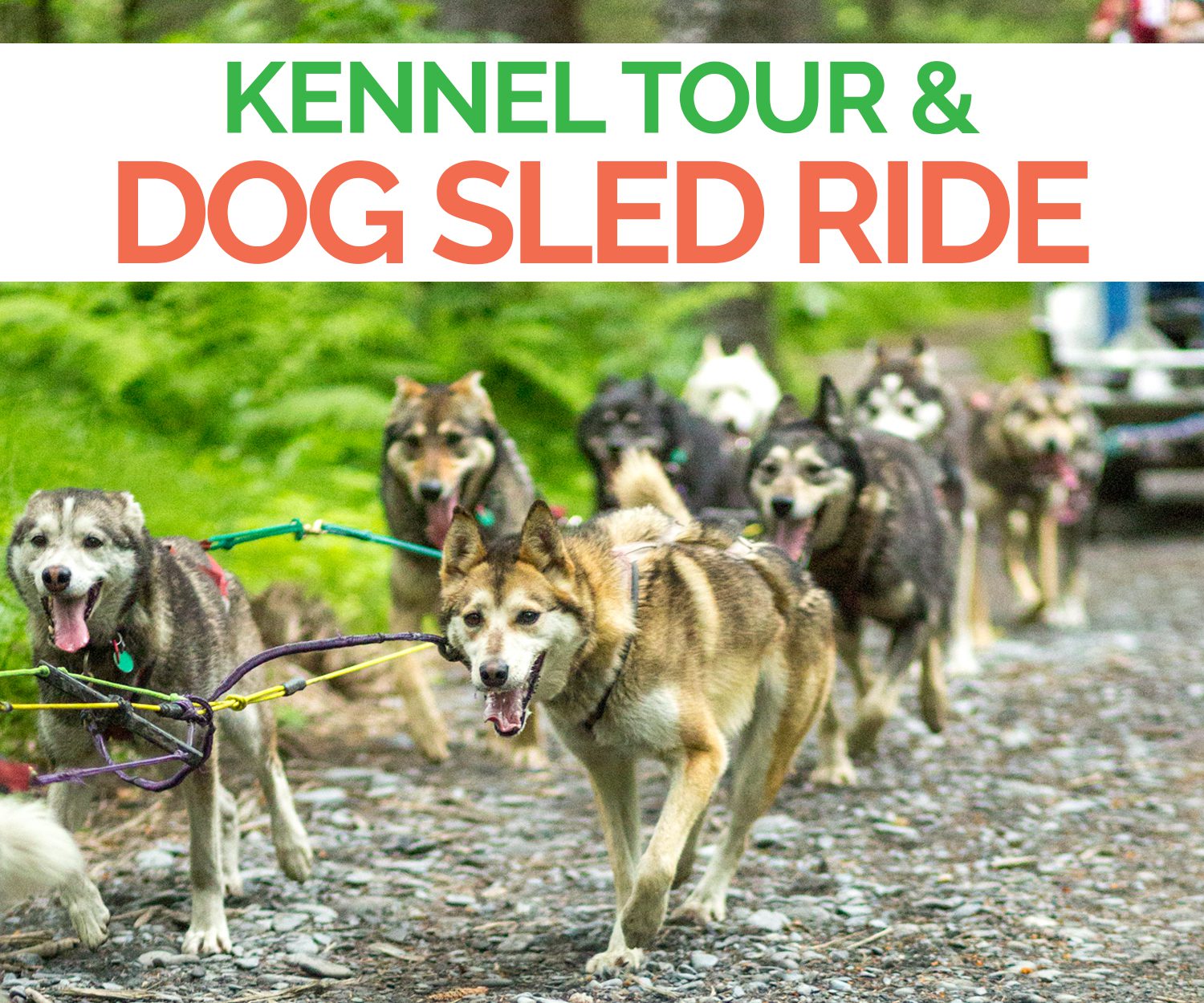 Alaska Dog Sled Tours Turning Heads Kennel