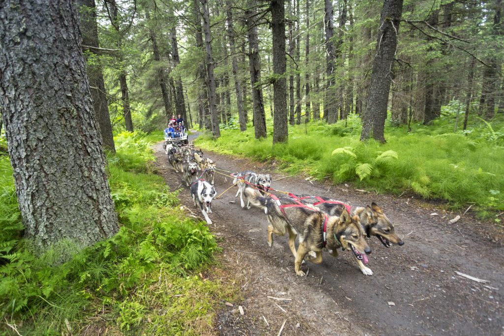 Alaska summer dog sledding team racing through a lush green forest