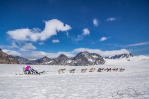 A dog sled team rests on a glacier dog sledding tour