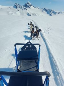 A dog team rests while out on a glacier dog sledding tour. The glacier is an incredibly solitary place and takes unique individuals with lots of outdoor experience to work there.