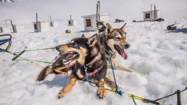 Two content sled dogs rest on the snow-covered Godwin Glacier between tours, embodying the joy of learning and bonding in Alaska's pristine wilderness.​