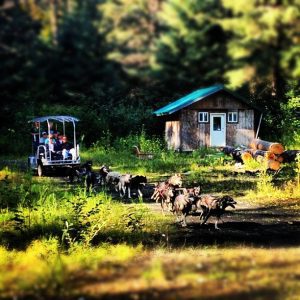 a wheeled cart dog sled ride runs by a cabin