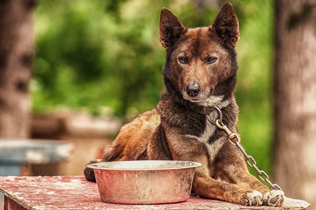 a sled dog sits on her house