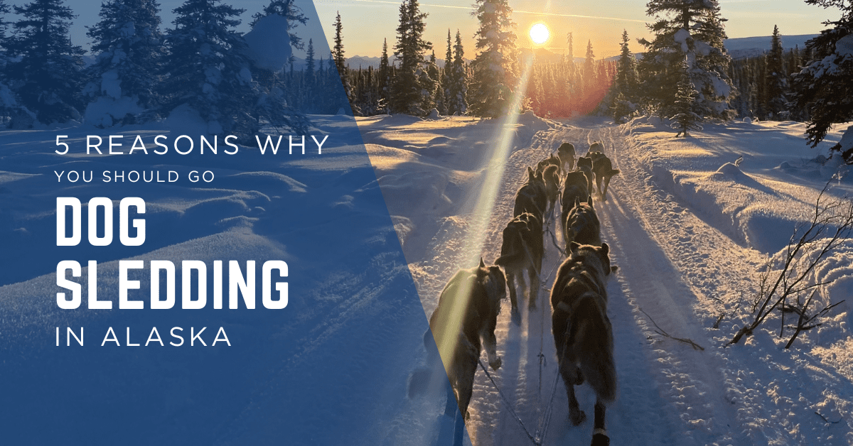 Dog sledding in Alaska during sunset - 5 reasons why you should go dog sledding
