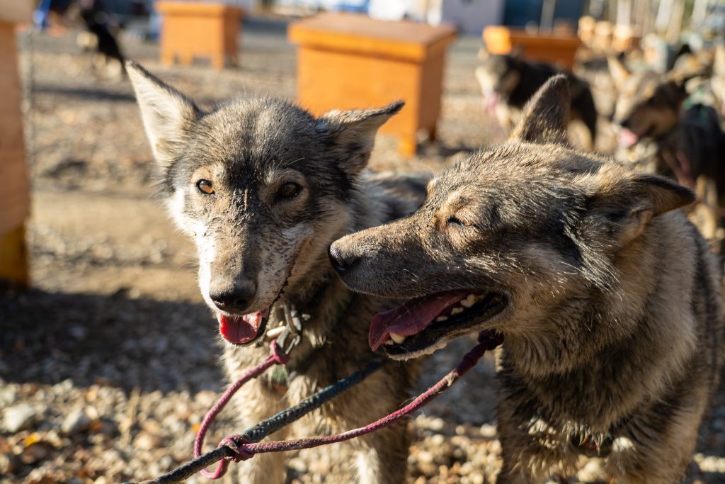 Our Mushing Philosophy 2 Happy sled dogs at Turning Heads Kennel, showcasing the bond between musher and team.