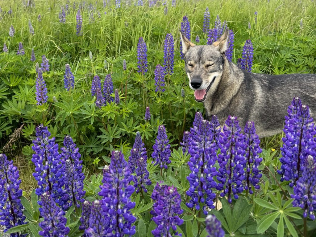 Alaska Dog Sled Tours 8 Alpine sitting in a field of Lupine at the Seward Airport