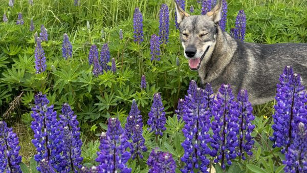 Alpine sitting in a field of Lupine at the Seward Airport