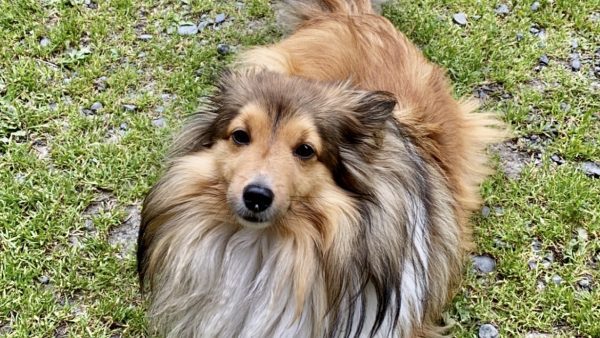 Min the teacup sheltie
