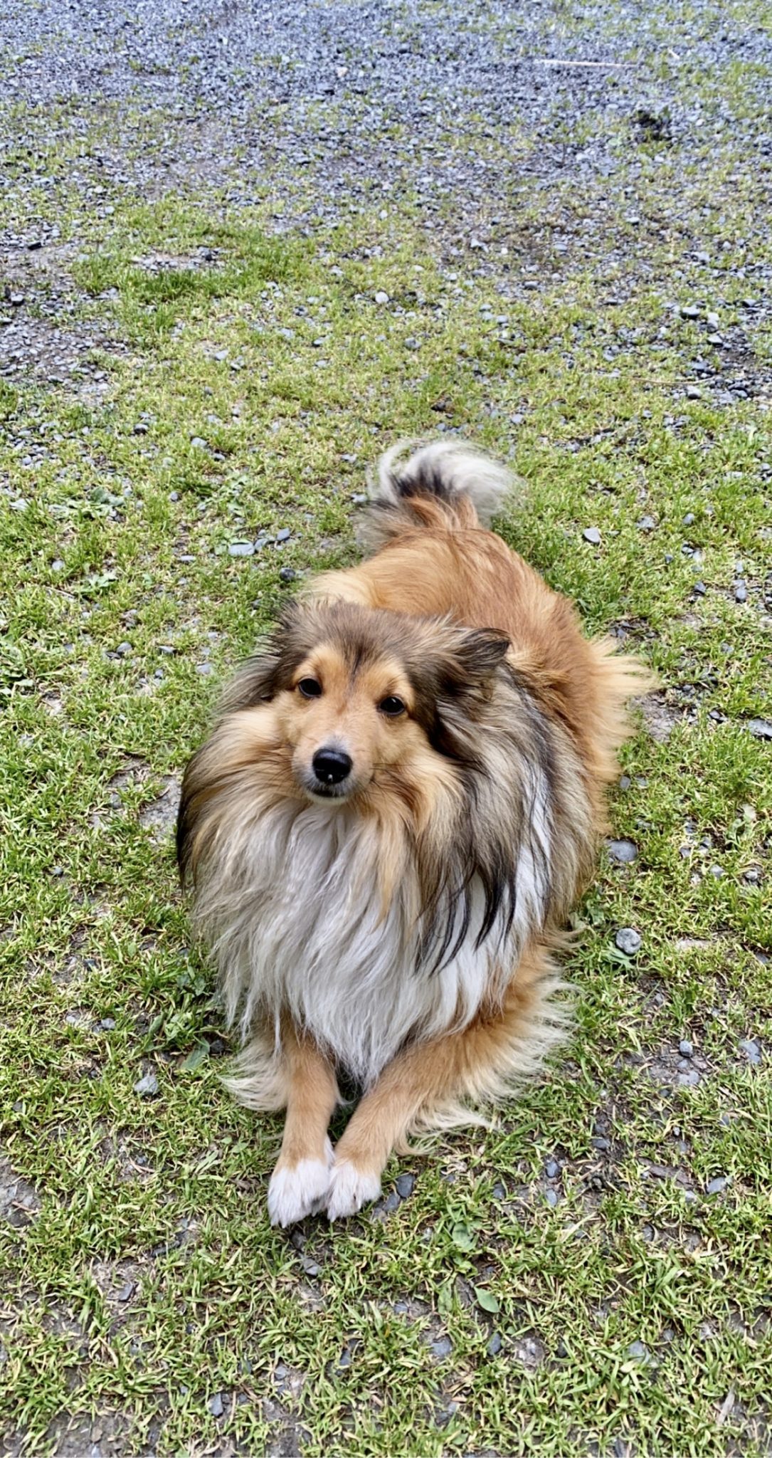 Min 1 Min the teacup sheltie
