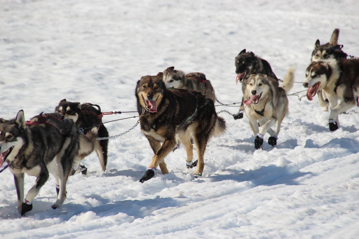 Winter Dog Sledding Tours Near Anchorage, Alaska | Turning Heads 