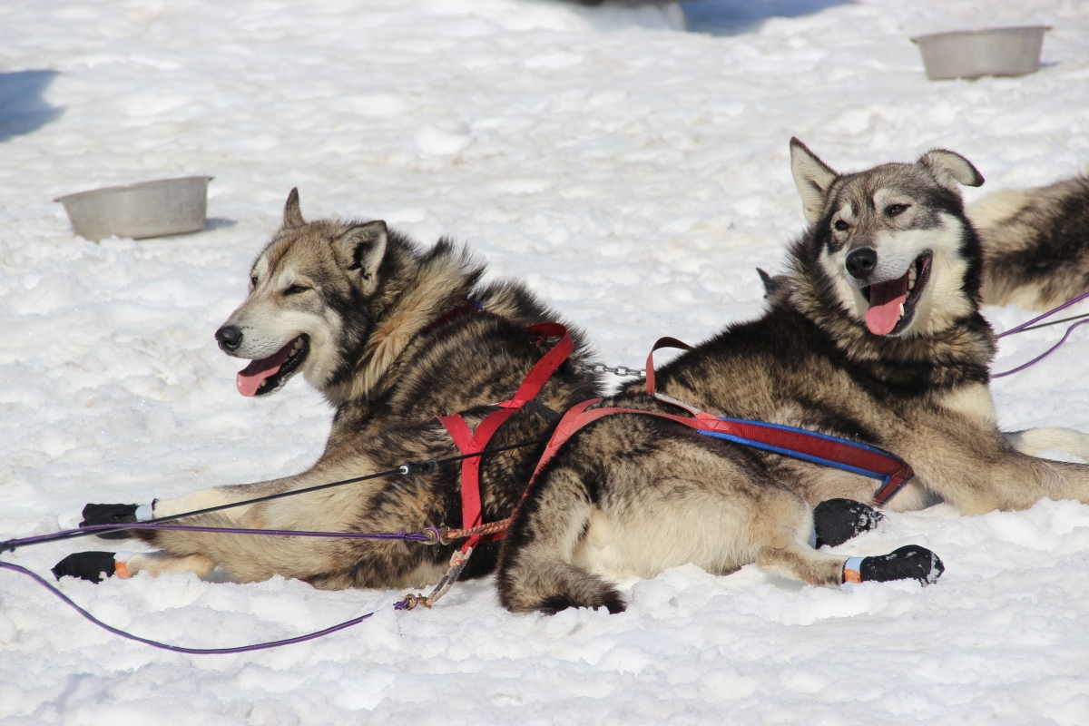 Winter Dog Sledding Tours Near Anchorage, Alaska | Turning 