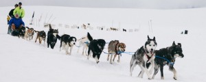 A team departs to head out across the glacier to go dog sledding.