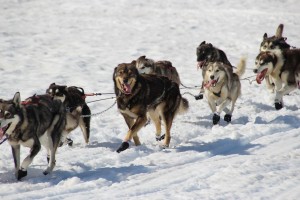 Happy Sled Dogs