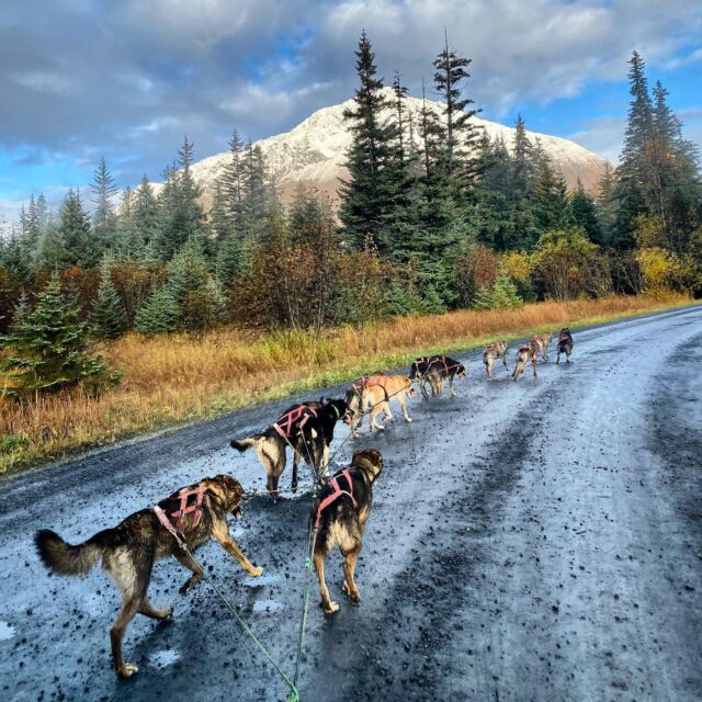 Our Mushing Philosophy | Turning Heads Kennel