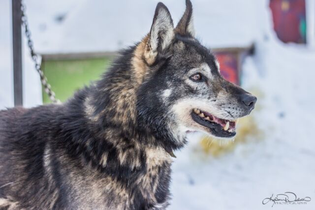 Our Mushing Philosophy | Turning Heads Kennel