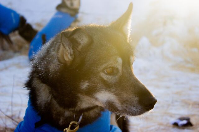 Learn About Dog Sledding | Turning Heads Kennel
