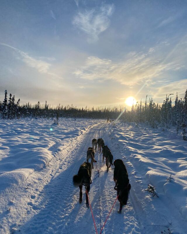 Planning a Dog Sled Tour in Alaska | Turning Heads Kennel