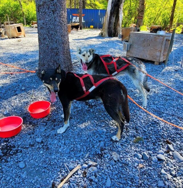 Scouting Our Glacier Dog Sledding Camp | Turning Heads Kennel